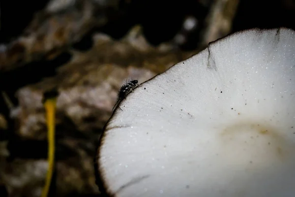 Nas Florestas Outono Baviera Eles Podem Ser Encontrados Quase Todos — Fotografia de Stock