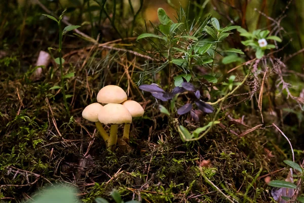 Den Herbstwäldern Bayern Gibt Sie Fast Überall Pilze Allen Farben — Stockfoto