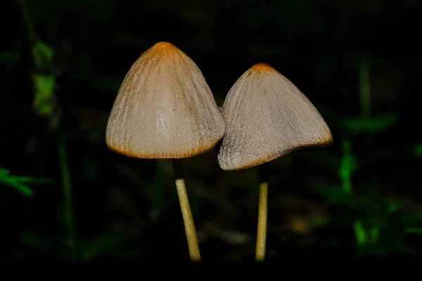 바이에른의 숲에서는 어디에서 수있다 이무성 엄청나게 기괴하고 독특해 보인다 — 스톡 사진