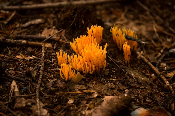 在巴伐利亚的秋天的森林里 几乎到处都能找到它们 各种颜色的蘑菇 在茂密的森林地面和茂密的绿色苔藓上 它们看上去不可思议而独特 — 图库照片