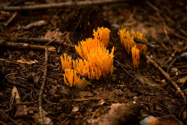 Den Herbstwäldern Bayern Gibt Sie Fast Überall Pilze Allen Farben — Stockfoto