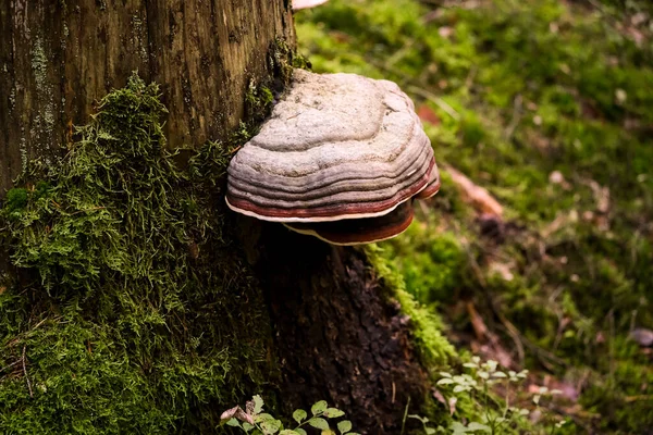 Los Bosques Otoño Baviera Pueden Encontrar Casi Todas Partes Setas — Foto de Stock