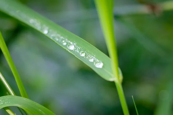 Macro Fotografie Van Een Plant Detail Opname Met Achtergrond Vervaging — Stockfoto