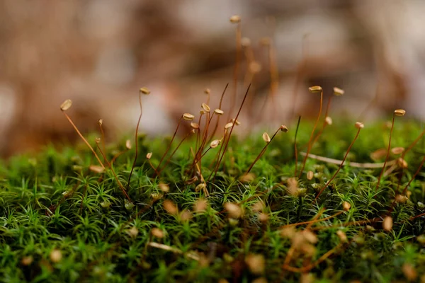 植物のマクロ写真 背景ぼかしで撮影された詳細 私たちの植物世界はとても多様で印象的です さまざまな視点で魅力的な写真はストレスの多い日常生活をリラックスさせます — ストック写真