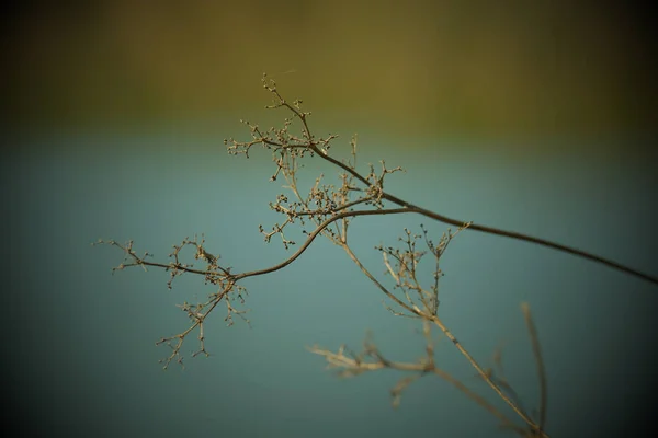 Macro Fotografie Van Een Plant Detail Opname Met Achtergrond Vervaging — Stockfoto