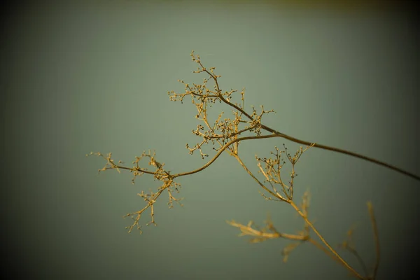 Macro Fotografía Una Planta Detalle Plano Con Desenfoque Fondo Nuestro —  Fotos de Stock