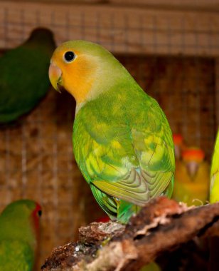 Portredeki Agapornidler: renkli ve sosyal cüce papağanlar, aynı zamanda çok zekidirler. Her renk ve desende onları çoğaltır ve her oturma odasına renk getiririz. Aynı zamanda çok çabuk evcilleşebilirler..