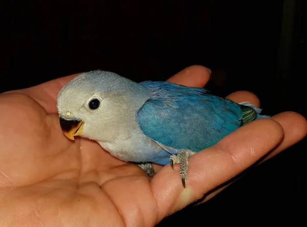 Portredeki Agapornidler Renkli Sosyal Cüce Papağanlar Aynı Zamanda Çok Zekidirler — Stok fotoğraf