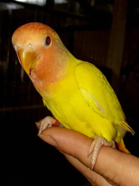 Portredeki Agapornidler Renkli Sosyal Cüce Papağanlar Aynı Zamanda Çok Zekidirler — Stok fotoğraf