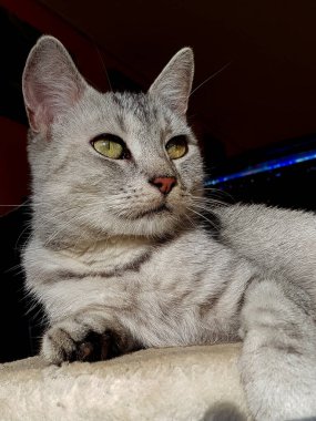 Bir kedinin portresi: zarif, güzel ve hayvanlar arasındaki krallar - evcil kediler. Neredeyse bir enstantane gibi fotoğraflanmış ama yine de her zaman fotojenik görünüyorlar....