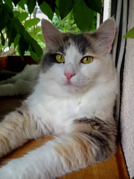 Retrato Del Gato Elegante Hermoso Los Reyes Entre Los Animales —  Fotos de Stock