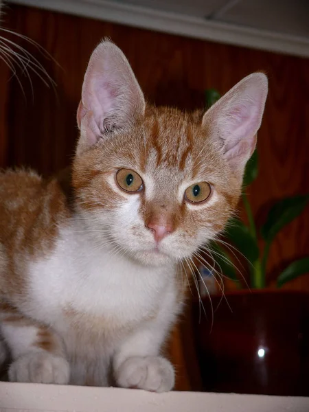 Retrato Del Gato Elegante Hermoso Los Reyes Entre Los Animales —  Fotos de Stock