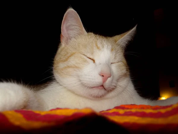 Retrato Del Gato Elegante Hermoso Los Reyes Entre Los Animales —  Fotos de Stock