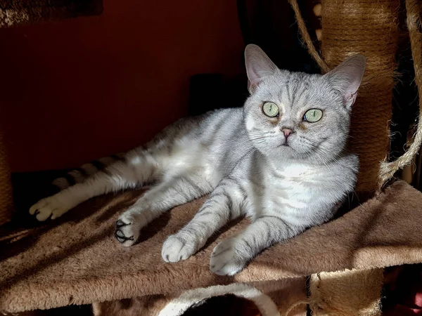 Retrato Del Gato Elegante Hermoso Los Reyes Entre Los Animales —  Fotos de Stock