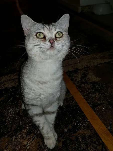 Retrato Del Gato Elegante Hermoso Los Reyes Entre Los Animales —  Fotos de Stock