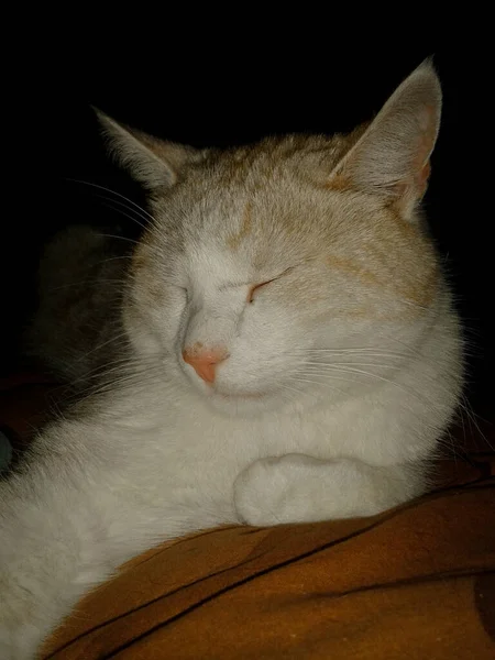 Retrato Del Gato Elegante Hermoso Los Reyes Entre Los Animales — Foto de Stock