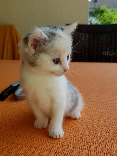 Portrait Chat Élégant Beau Les Rois Parmi Les Animaux Chats — Photo