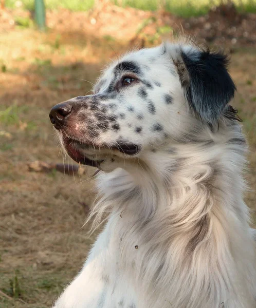 Собака Сидит Заброшенной Яме — стоковое фото
