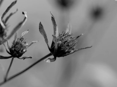 Bir çiçeğin makro fotoğrafı: arka planda bulanık bir çiçeğin ayrıntılı görüntüsü. Bir bitkinin en güzel anı, farklı perspektiflerle çiçeklenme sırasındadır. Büyüleyici resimler, stresli günlük hayatı rahatlatır..