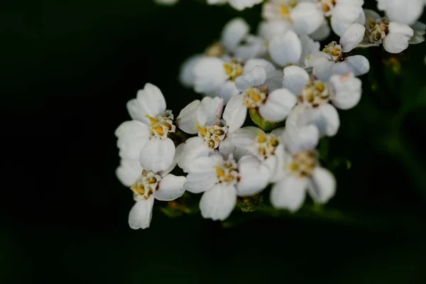 Makro Fotografia Kwiatu Zdjęcie Kwiatu Rozmyciem Tła Najpiękniejszy Moment Rośliny — Zdjęcie stockowe