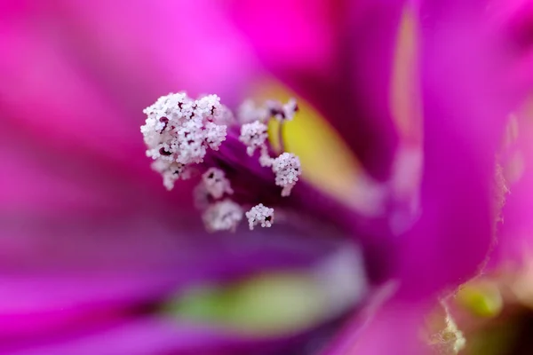 Bir Çiçeğin Makro Fotoğrafı Arka Planda Bulanık Bir Çiçeğin Ayrıntılı — Stok fotoğraf