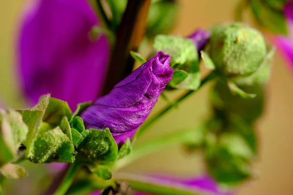 花のマクロ撮影 背景がぼやけている花の詳細撮影 植物の最も美しい瞬間は開花中です 異なる視点で魅力的な写真はストレスの多い日常生活をリラックスさせます — ストック写真