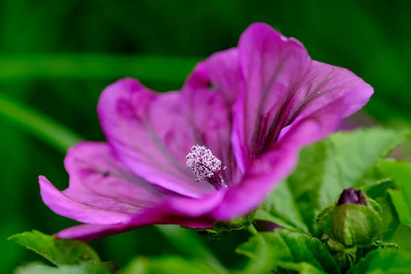 Macro Φωτογραφία Ενός Λουλουδιού Λεπτομέρεια Πυροβόλησε Ένα Λουλούδι Θόλωμα Φόντο — Φωτογραφία Αρχείου