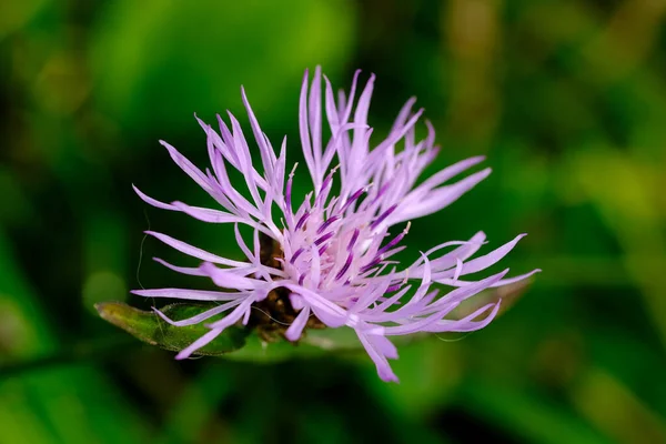 Macro Photography Flower Detail Shot Flower Background Blur Most Beautiful — Stock Photo, Image