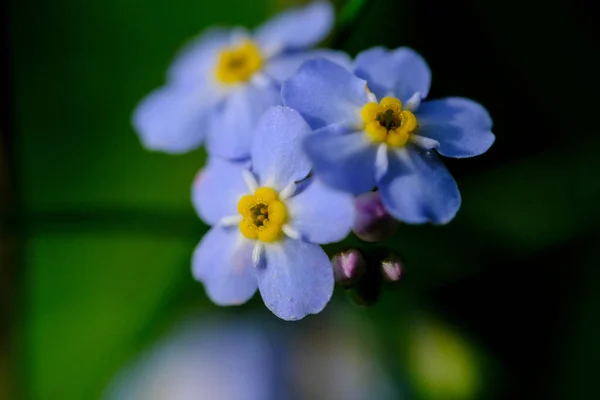 花のマクロ撮影 背景がぼやけている花の詳細撮影 植物の最も美しい瞬間は開花中です 異なる視点で魅力的な写真はストレスの多い日常生活をリラックスさせます — ストック写真