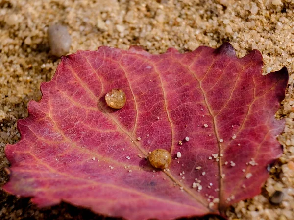 Bir Bitkinin Makro Fotoğrafçılığı Arka Plan Bulanıklığıyla Detaylı Çekim Bitki — Stok fotoğraf