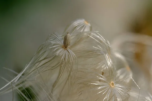 Macro Fotografía Una Planta Detalle Plano Con Desenfoque Fondo Nuestro — Foto de Stock