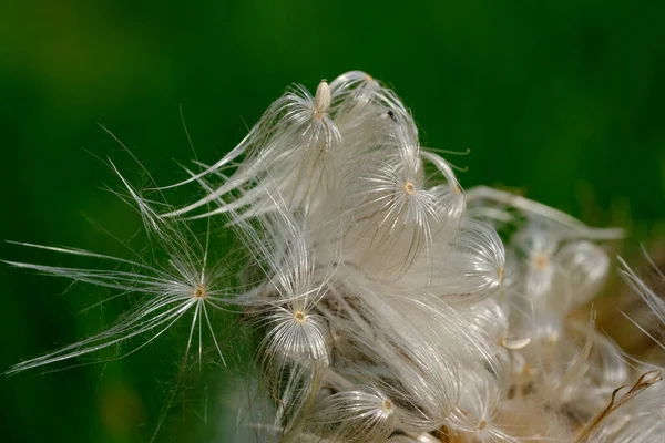 Macro Fotografía Una Planta Detalle Plano Con Desenfoque Fondo Nuestro — Foto de Stock