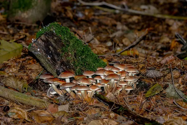 Autumn Forests Bavaria Can Found Almost Everywhere Mushrooms All Colors — Stock Photo, Image