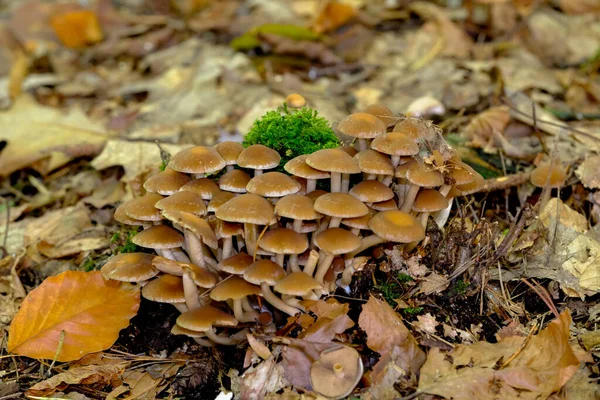 Herfstbossen Beieren Zijn Bijna Overal Vinden Paddenstoelen Alle Kleuren Lommerrijke — Stockfoto