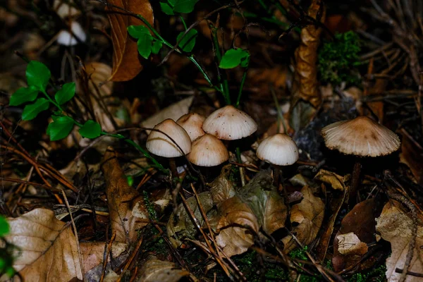 Podzimních Lesích Bavorsku Vyskytují Téměř Všude Houby Všech Barvách Listnatých — Stock fotografie