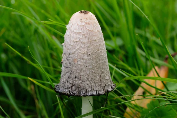 Nelle Foreste Autunnali Della Baviera Possono Trovare Quasi Ovunque Funghi — Foto Stock