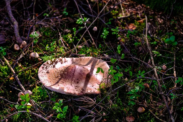 Bajorországban Őszi Erdőkben Szinte Mindenhol Megtalálhatók Mindenféle Színű Gombák Lombos — Stock Fotó