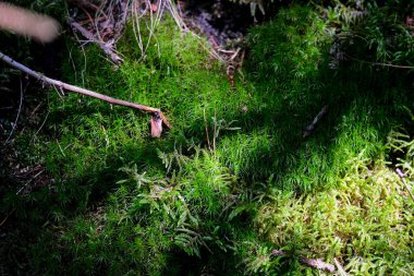 Ormanda yeşil yosun