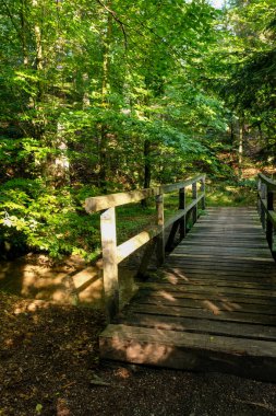 Ormanın güzel manzarası