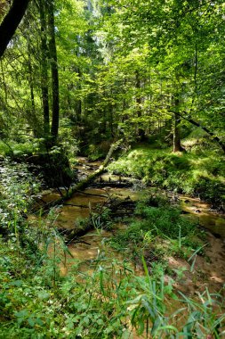 Ormanın güzel manzarası