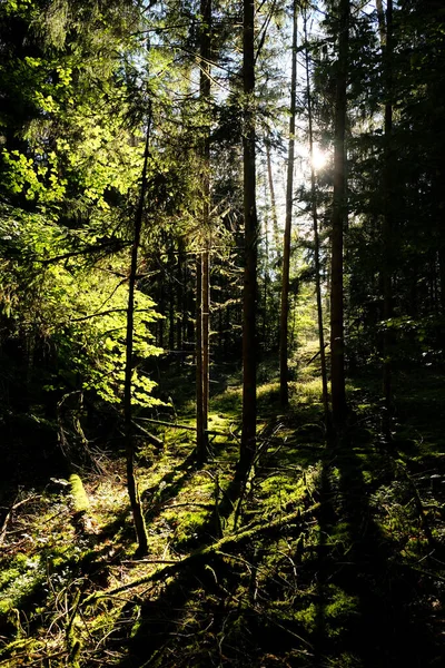 Prachtig Bos Ochtend — Stockfoto