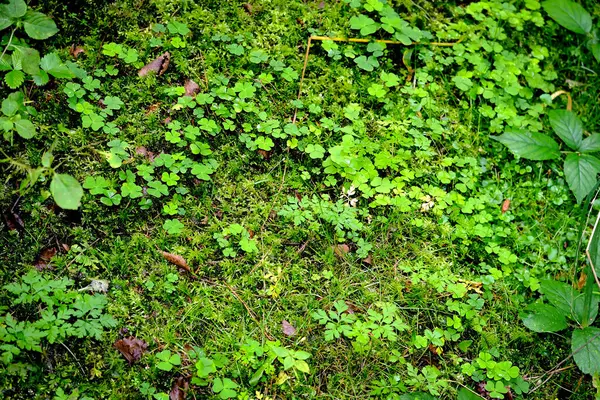 地面に緑の葉があり — ストック写真