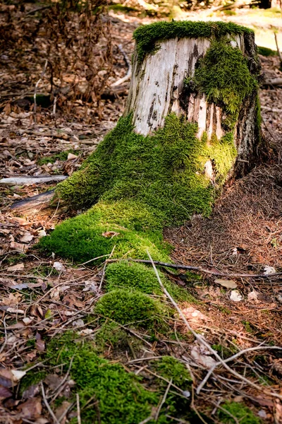 Tiro Perto Toco Árvore Uma Floresta — Fotografia de Stock