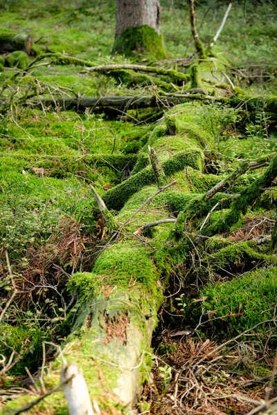 Musgo Verde Floresta — Fotografia de Stock