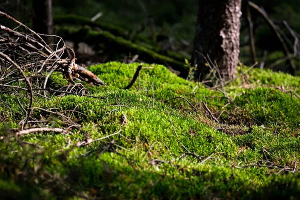 森の中の地面に緑の苔 — ストック写真