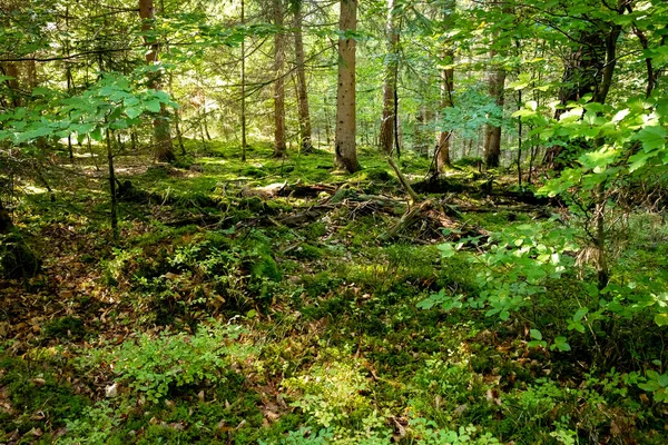 Groen Bos Het Bos — Stockfoto