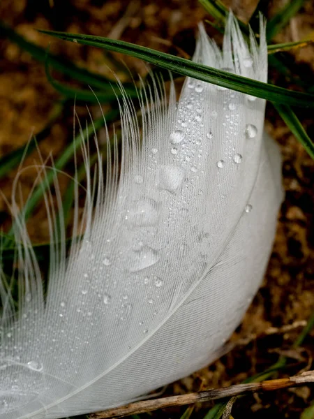 백조의 깃털을 물방울로 간단하게 사진입니다 물방울은 돋보기와 역할을 깃털의 드러낸다 — 스톡 사진