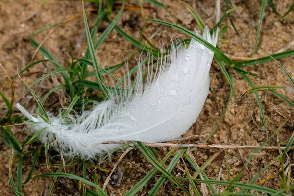 Macro photography of a white feather of a swan with water drops. The drop acts like a magnifying glass and reveals the fine hairs of the feather. Taken on a cloudy day after a rain shower.