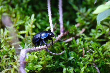 Bir böceğin makro fotoğrafçılığı: geçmişi bulanık olan böceğe odaklan. Yazın gün ışığında bir çiçek tarlasında çekildi..