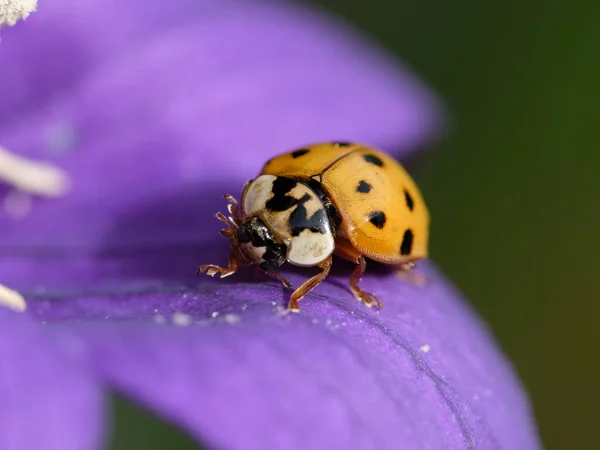 Macro Photography Beetle Focus Beetle Blurred Background Taken Summer Flower — Stock Photo, Image